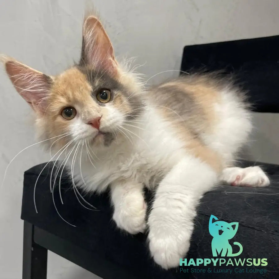 Nelly Maine Coon female blue tortie bicolour - live animals