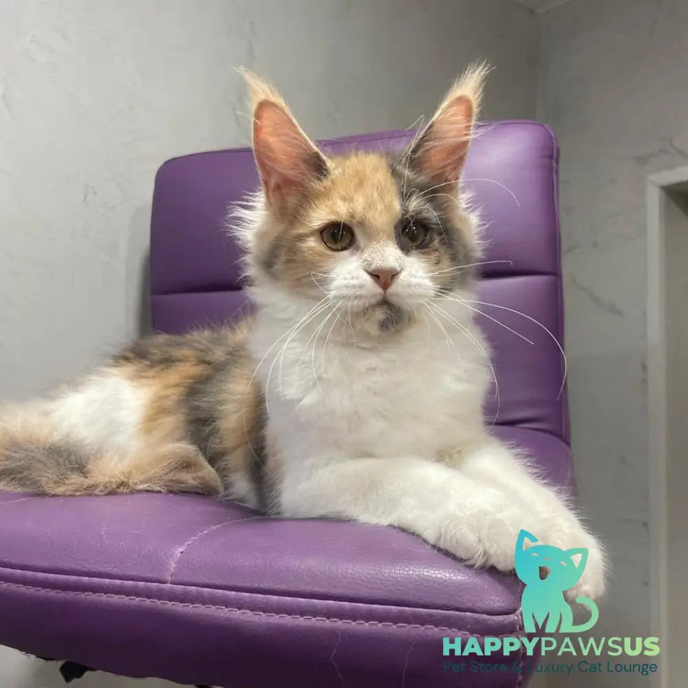 Nelly Maine Coon female blue tortie bicolour - live animals