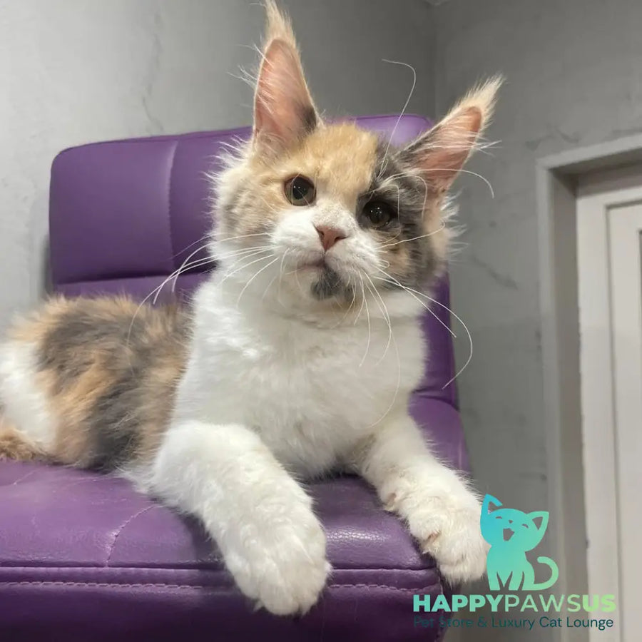 Nelly Maine Coon female blue tortie bicolour - live animals