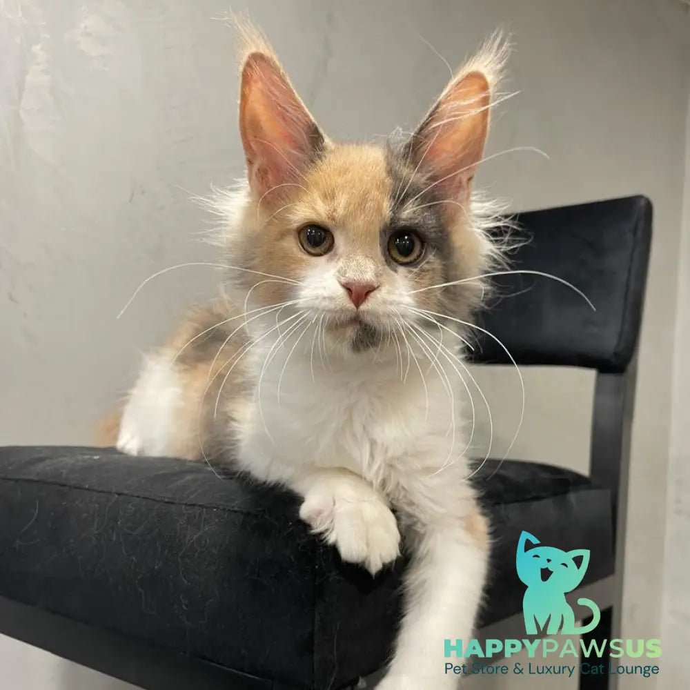 Nelly Maine Coon female blue tortie bicolour - live animals