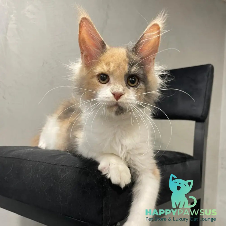 Nelly Maine Coon female blue tortie bicolour - live animals