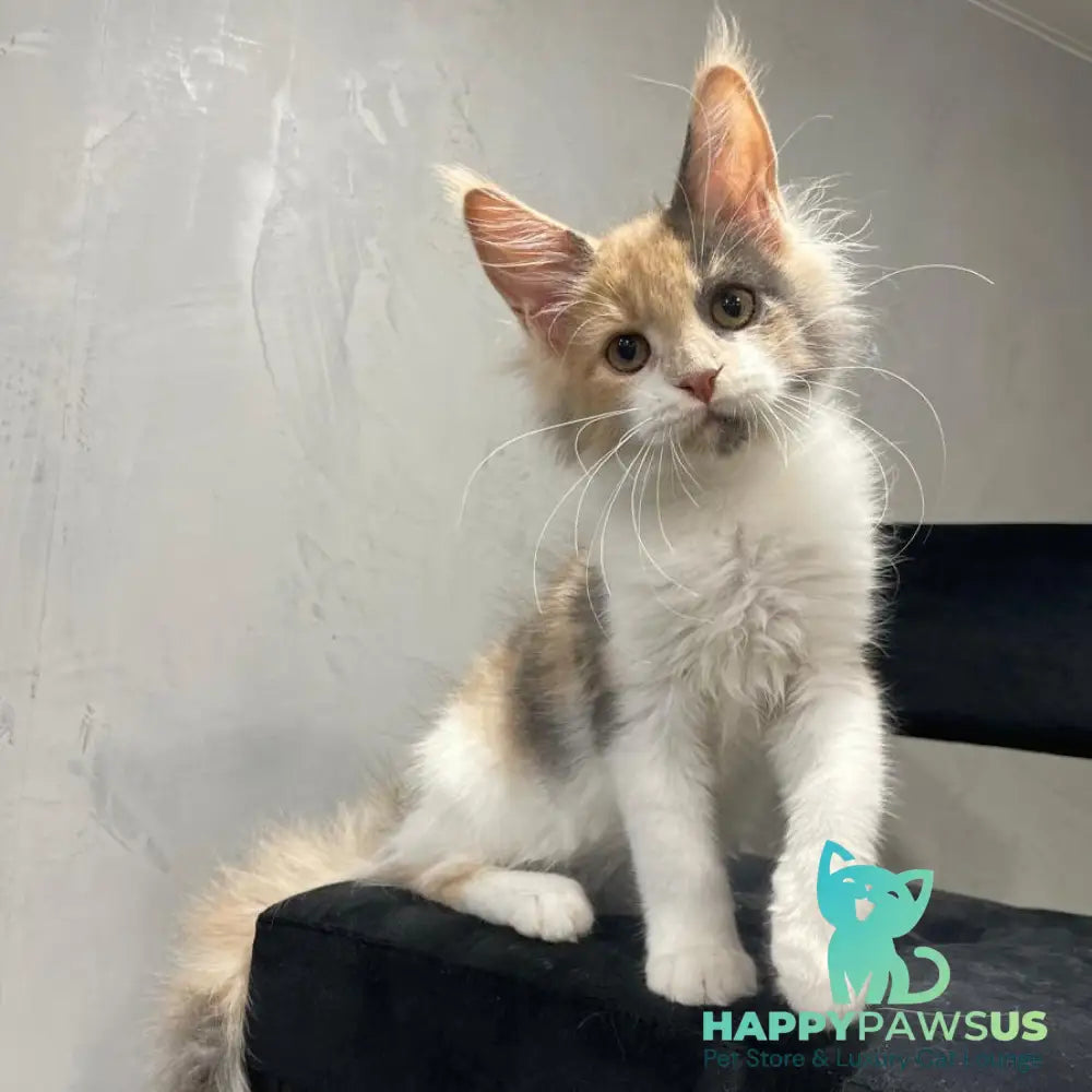 Nelly Maine Coon female blue tortie bicolour - live animals