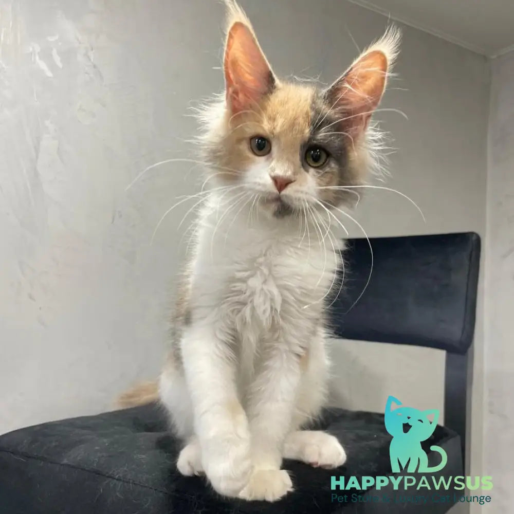 Nelly Maine Coon female blue tortie bicolour - live animals