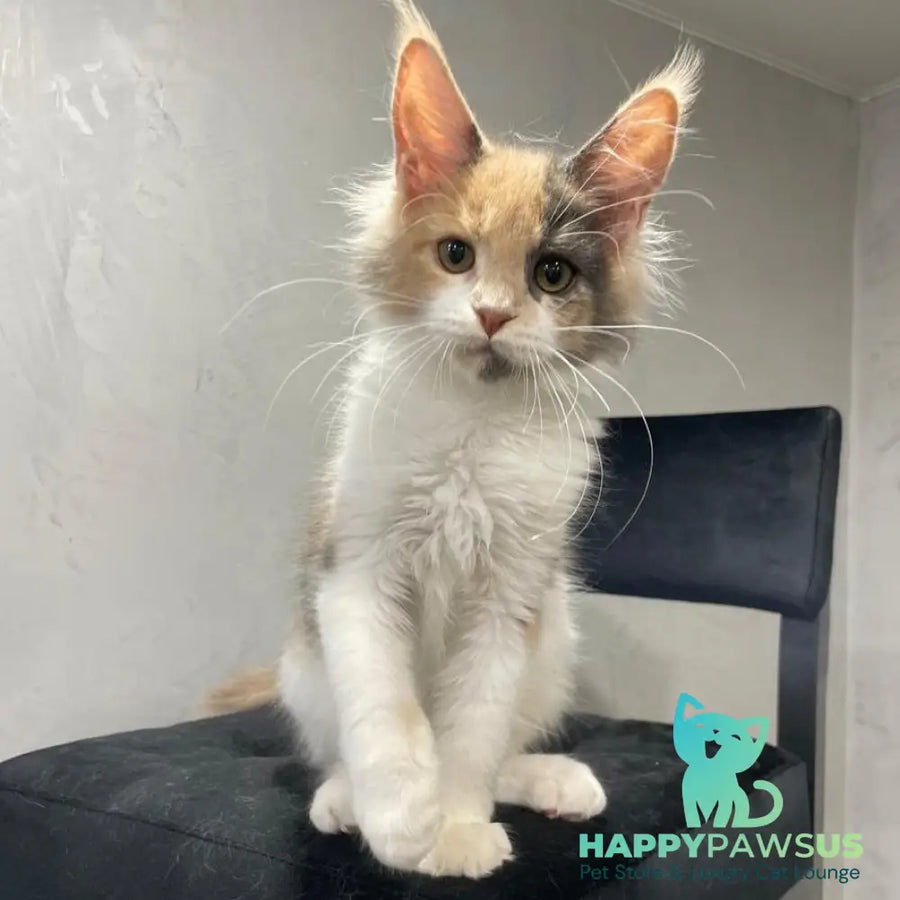 Nelly Maine Coon female blue tortie bicolour - live animals