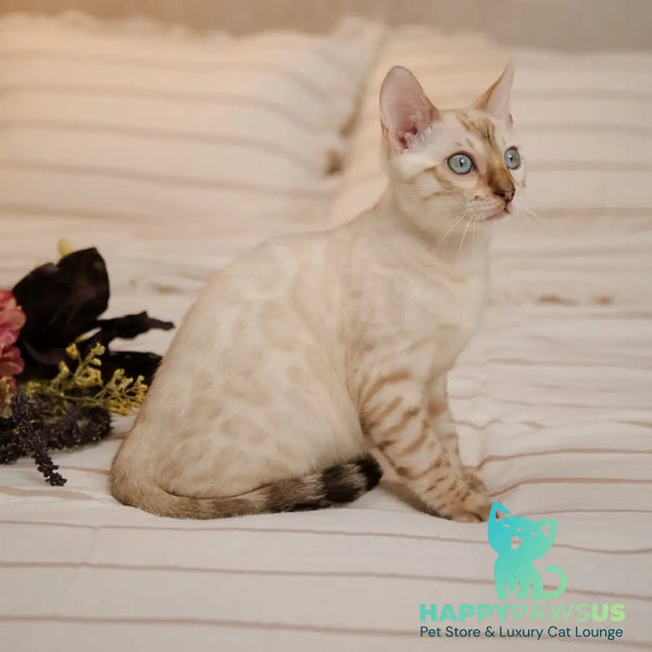 Nelson Bengal male black pointed - live animals