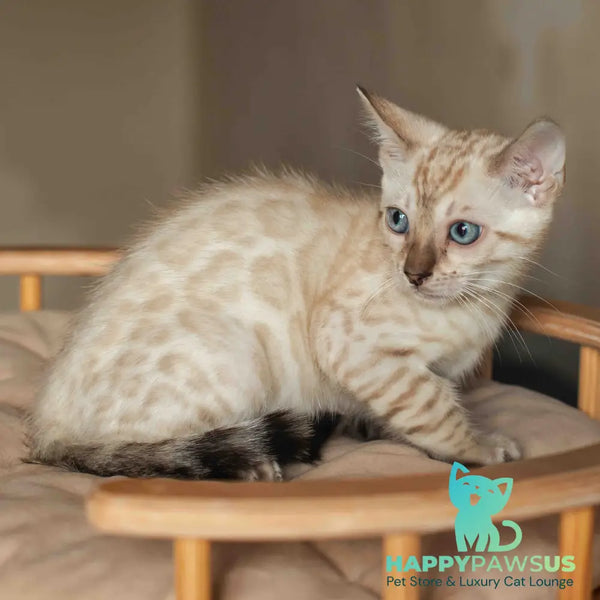 Nelson Bengal male black pointed - live animals