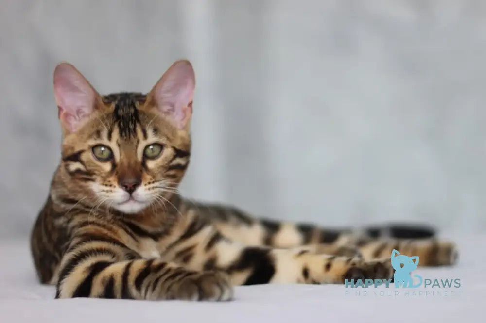 Nelson Bengal male black spotted tabby live animals