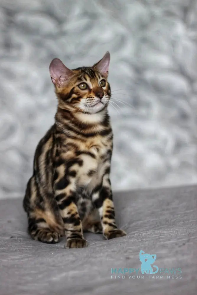 Nelson Bengal male black spotted tabby live animals