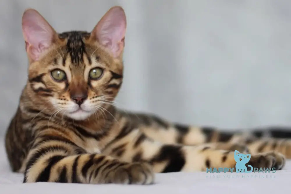 Nelson Bengal male black spotted tabby live animals