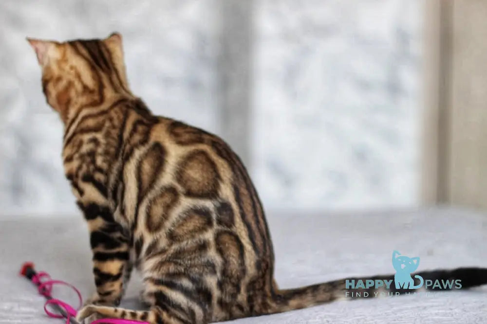 Nelson Bengal male black spotted tabby live animals