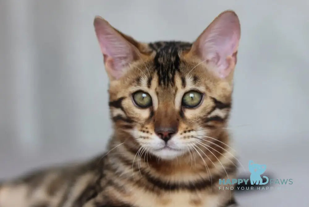 Nelson Bengal male black spotted tabby live animals