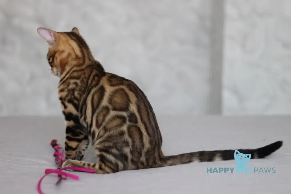 Nelson Bengal male black spotted tabby live animals