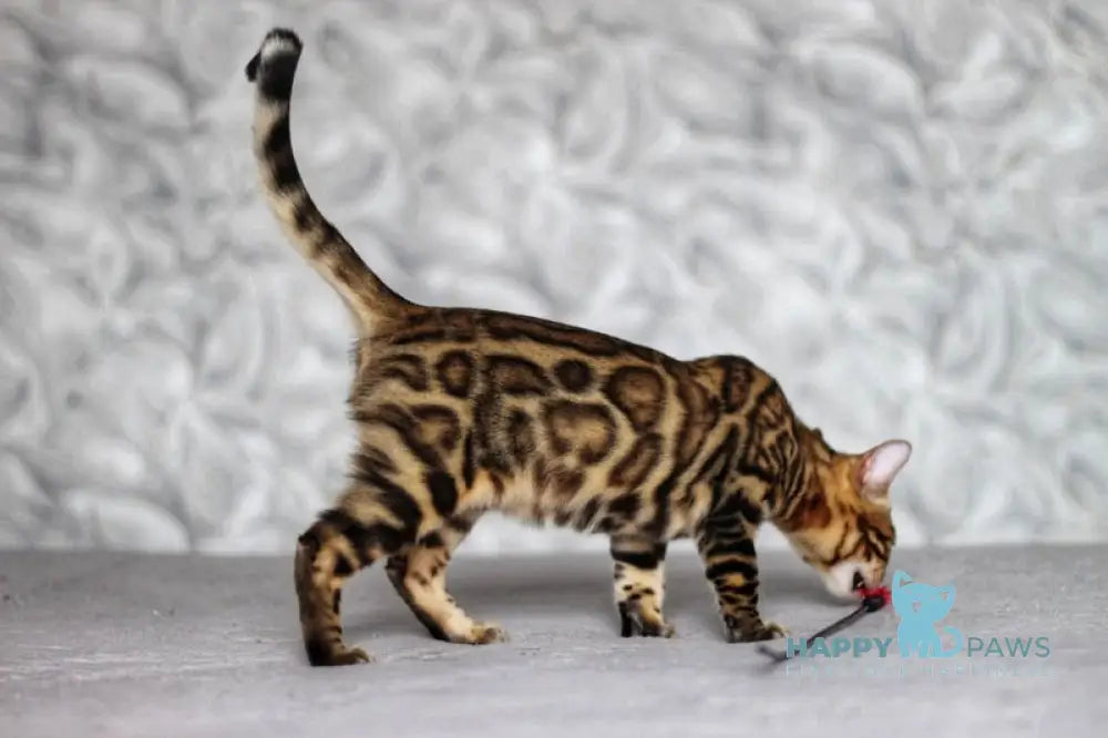 Nelson Bengal male black spotted tabby live animals