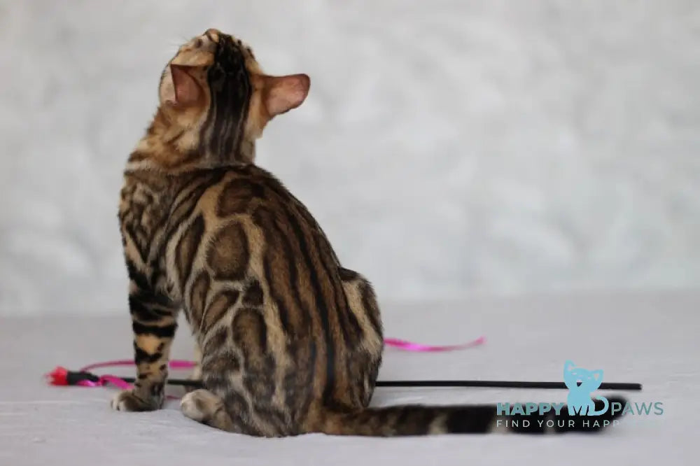 Nelson Bengal male black spotted tabby live animals