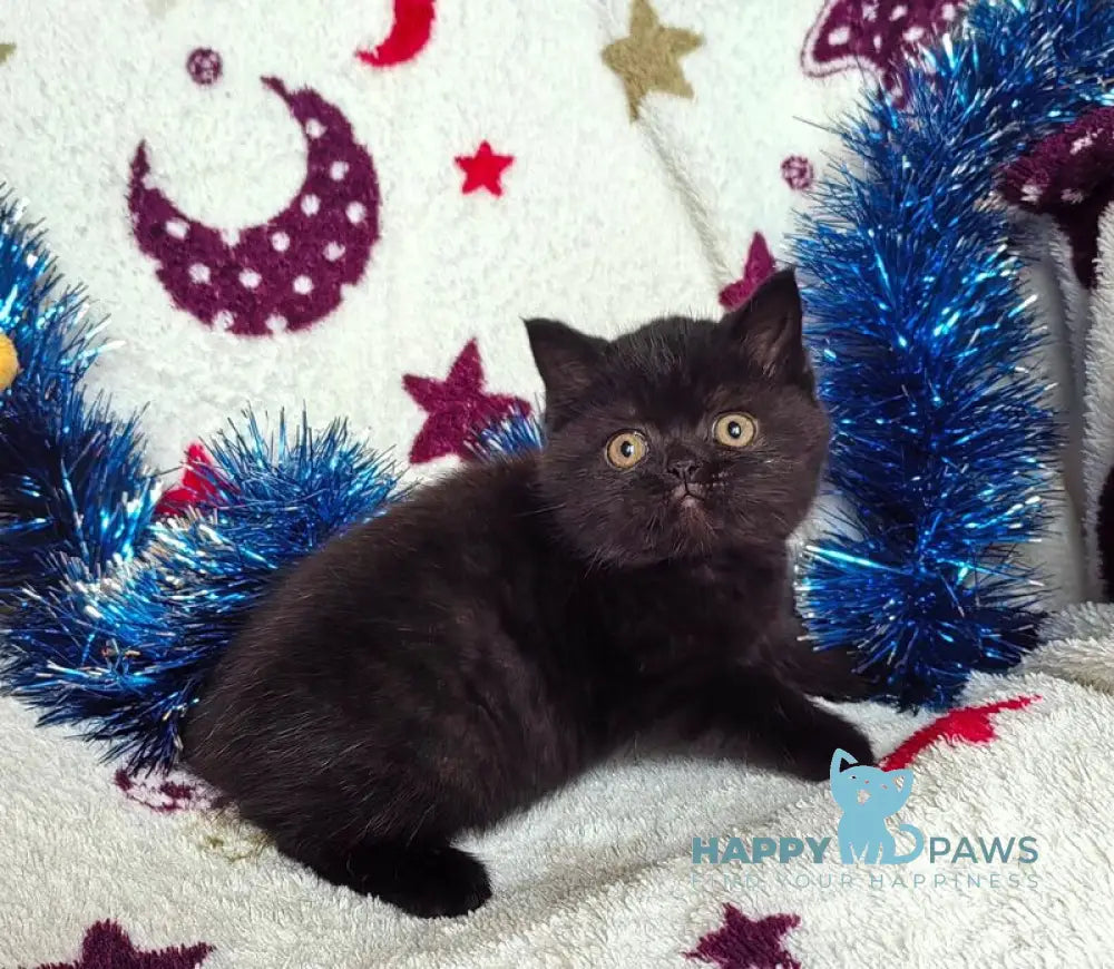 Nelson British Shorthair male black live animals