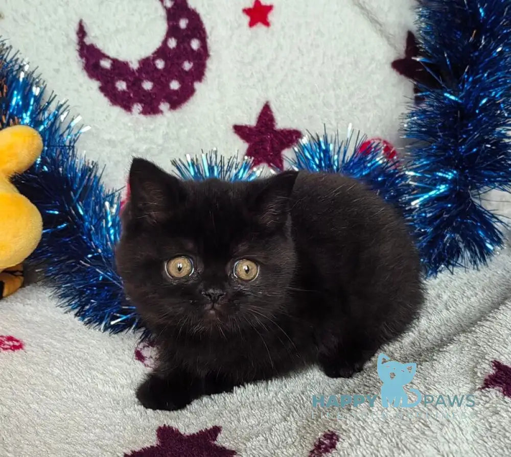 Nelson British Shorthair male black live animals