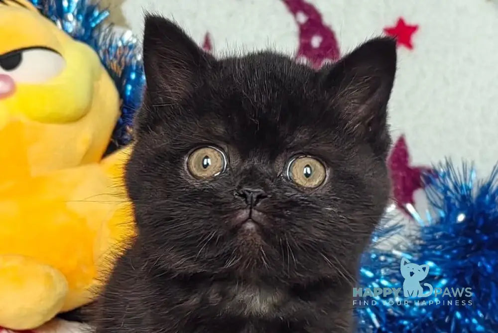 Nelson British Shorthair male black live animals