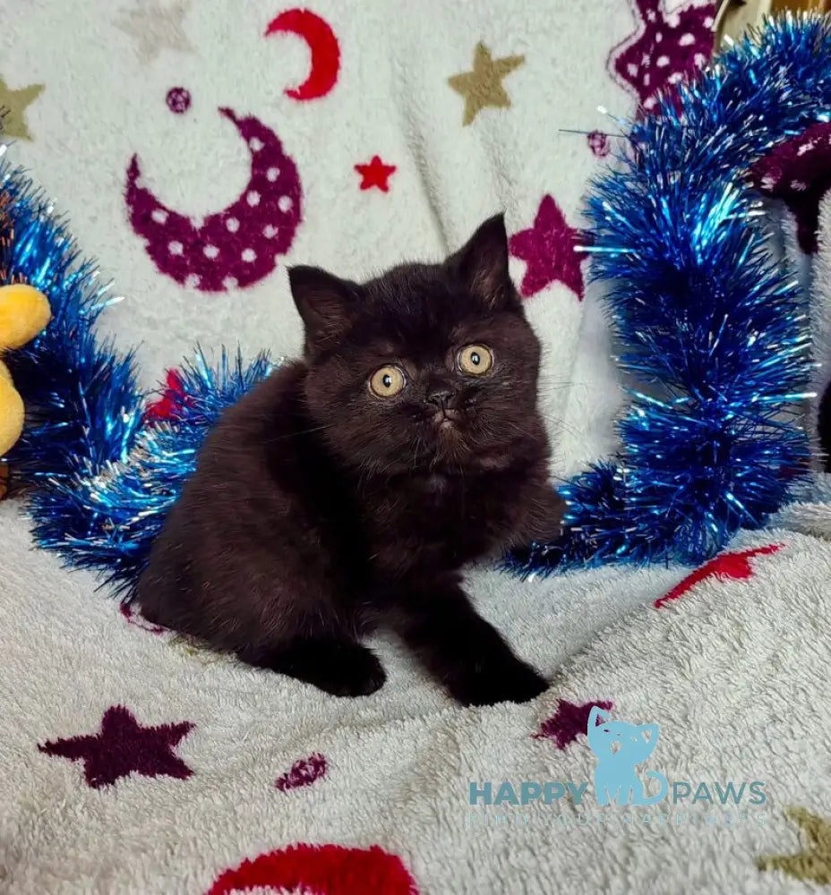 Nelson British Shorthair male black live animals