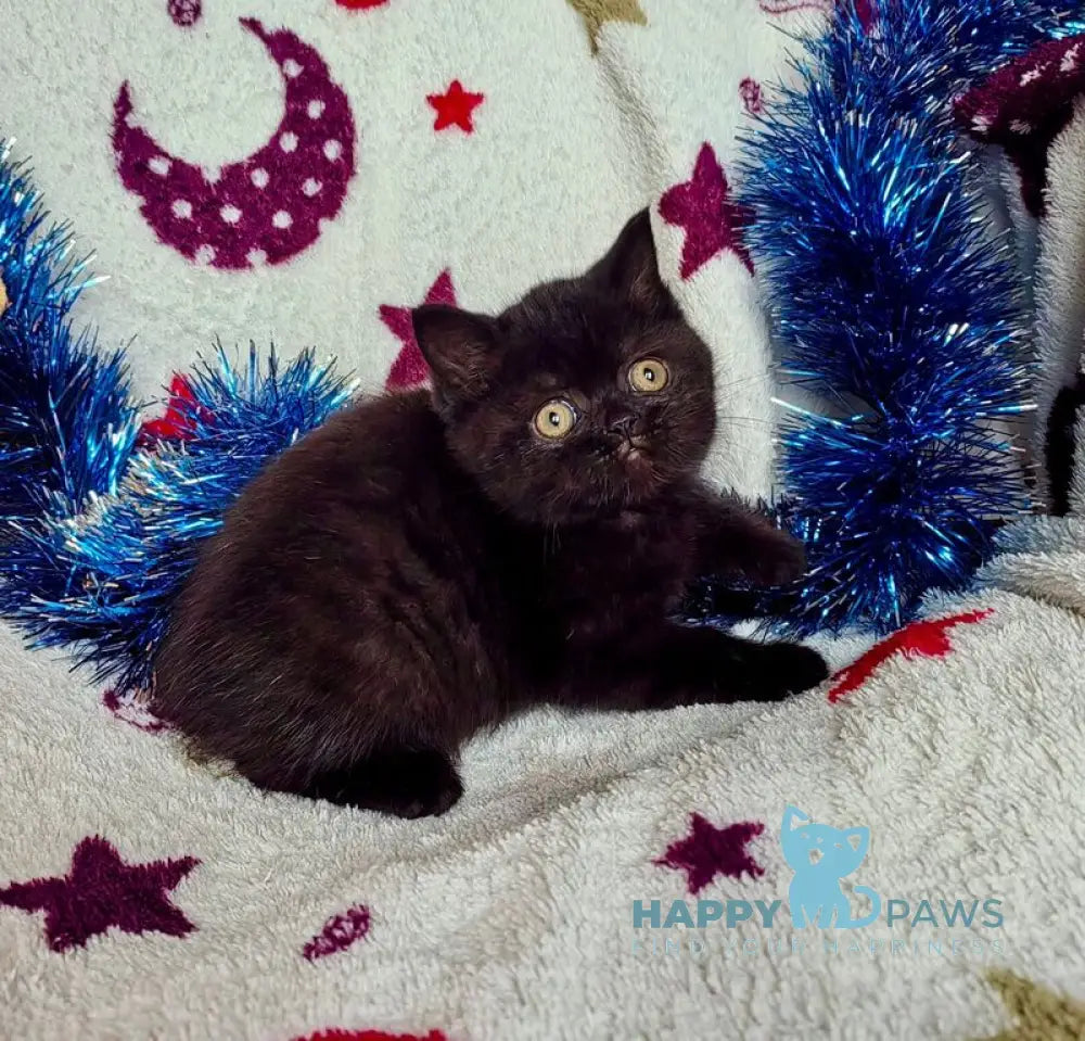 Nelson British Shorthair male black live animals