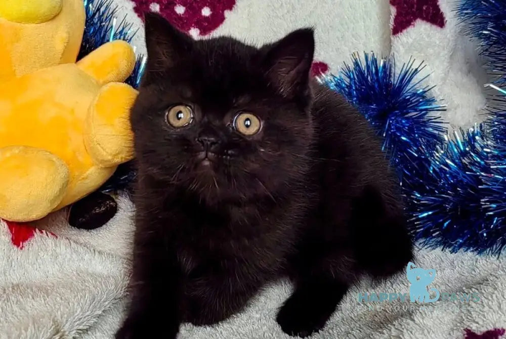 Nelson British Shorthair male black live animals