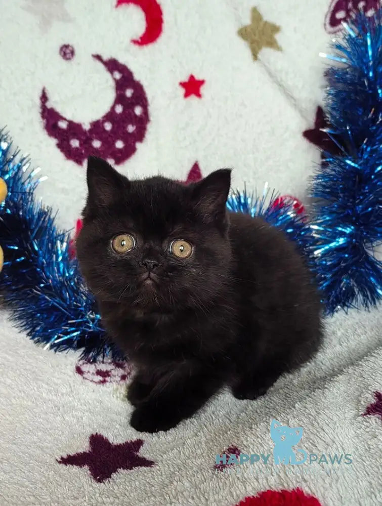 Nelson British Shorthair male black live animals