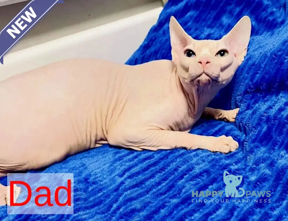 Nelson Canadian Sphynx male cream live animals