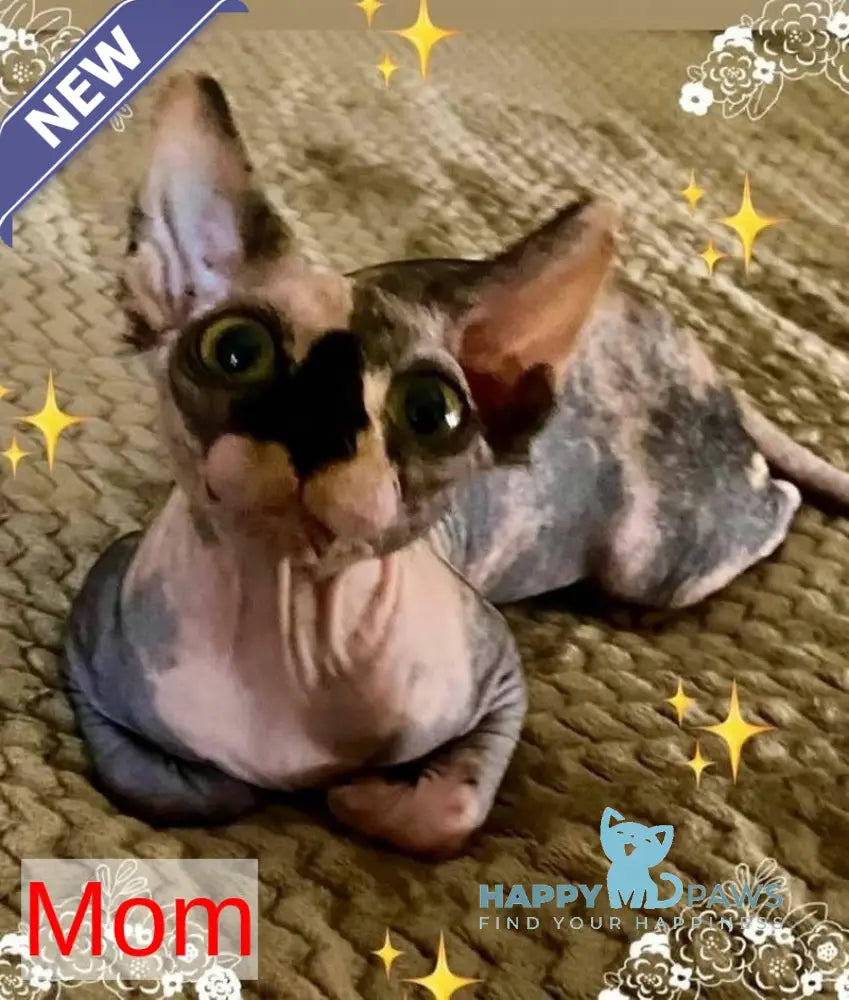 Nelson Canadian Sphynx male cream live animals