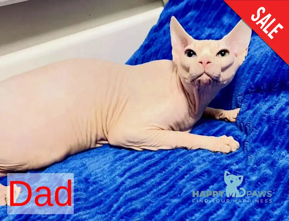 Nelson Canadian Sphynx male cream live animals