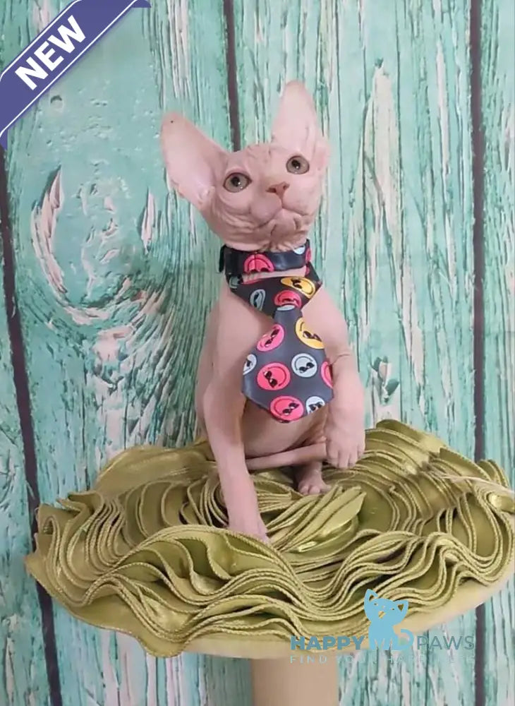 Nelson Canadian Sphynx male cream live animals