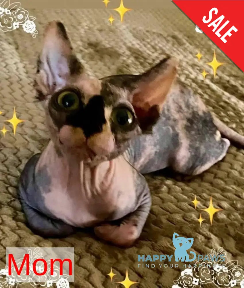 Nelson Canadian Sphynx male cream live animals