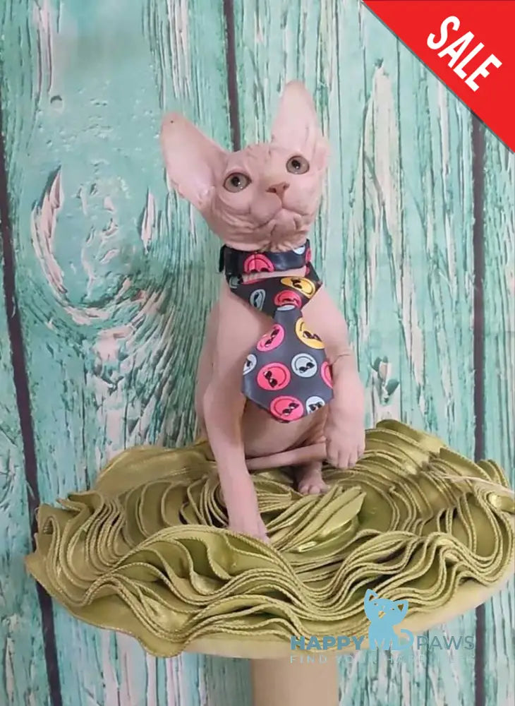 Nelson Canadian Sphynx male cream live animals