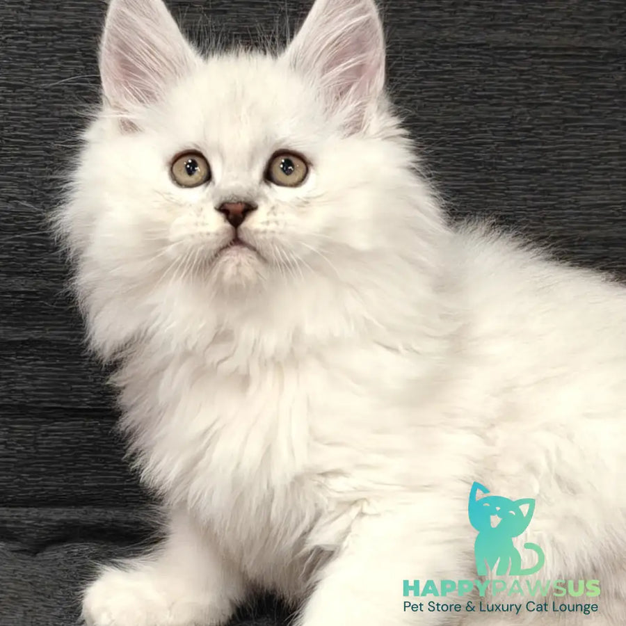 Nelson Maine Coon male black silver shaded - live animals