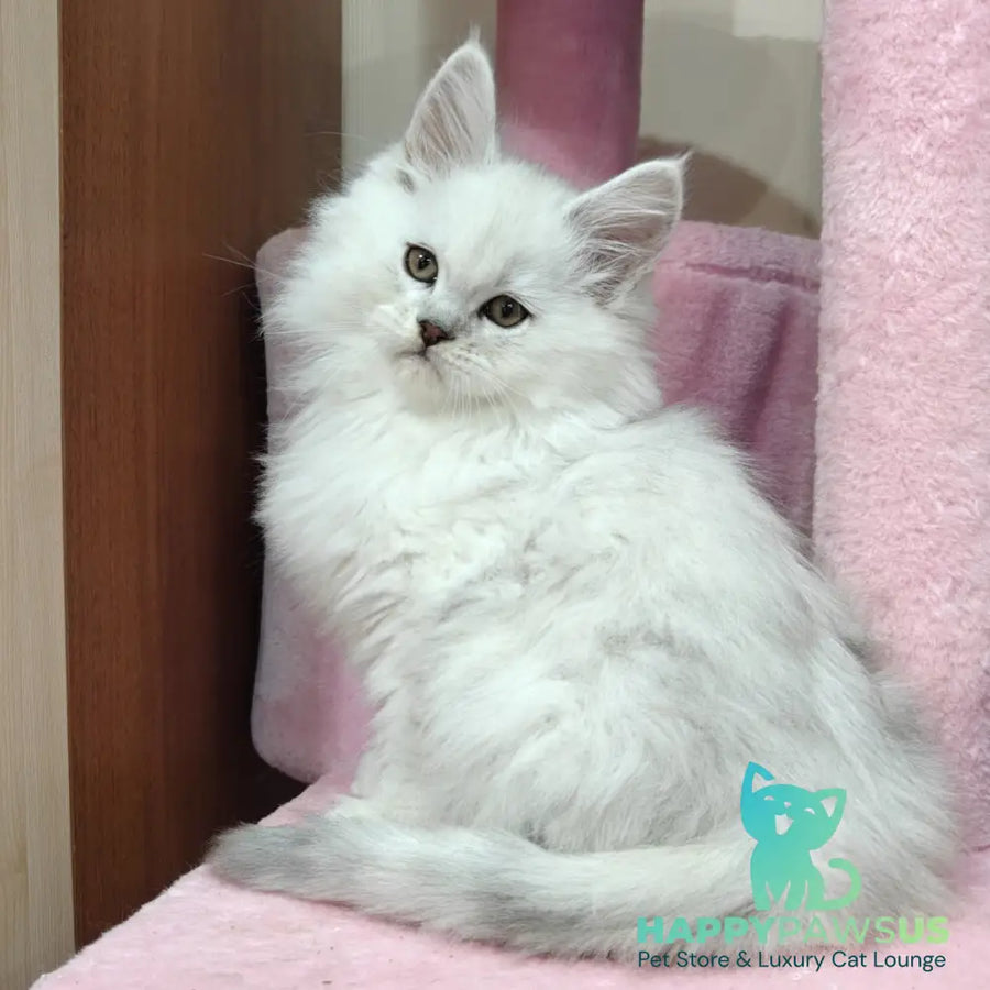 Nelson Maine Coon male black silver shaded - live animals