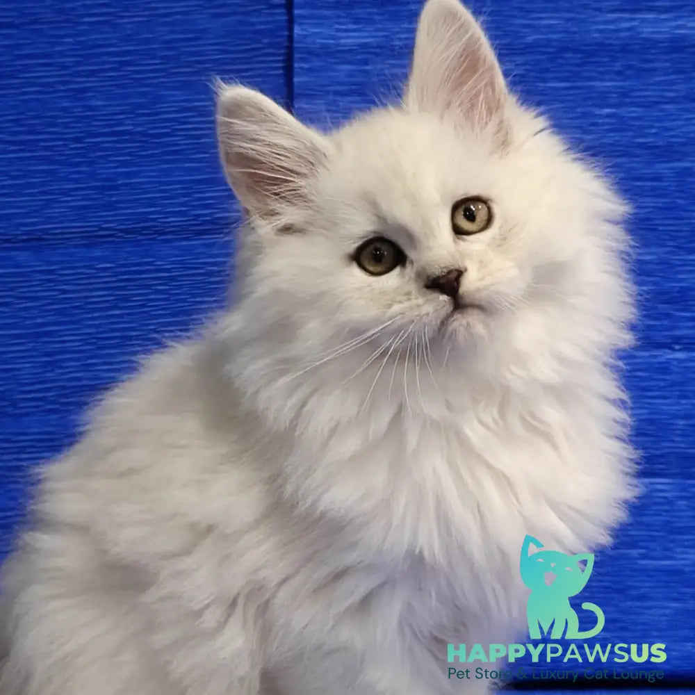 Nelson Maine Coon male black silver shaded - live animals