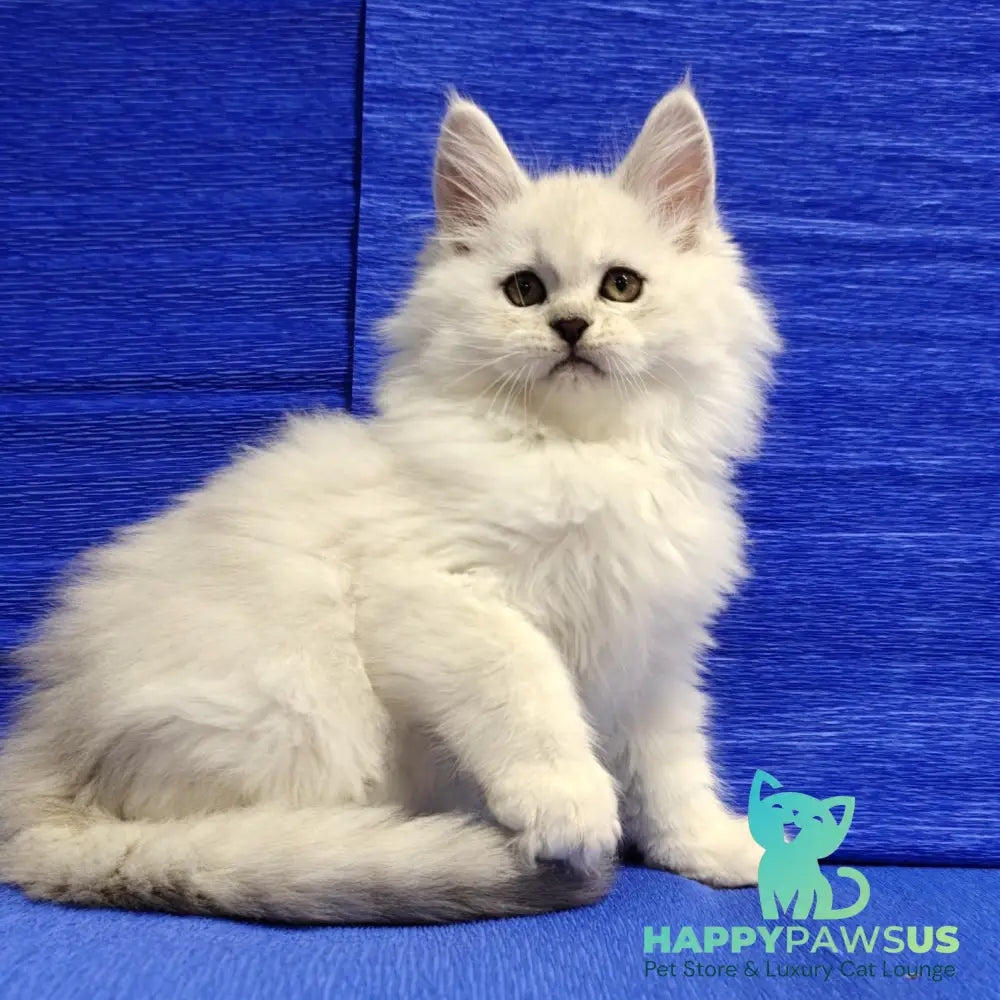 Nelson Maine Coon male black silver shaded - live animals