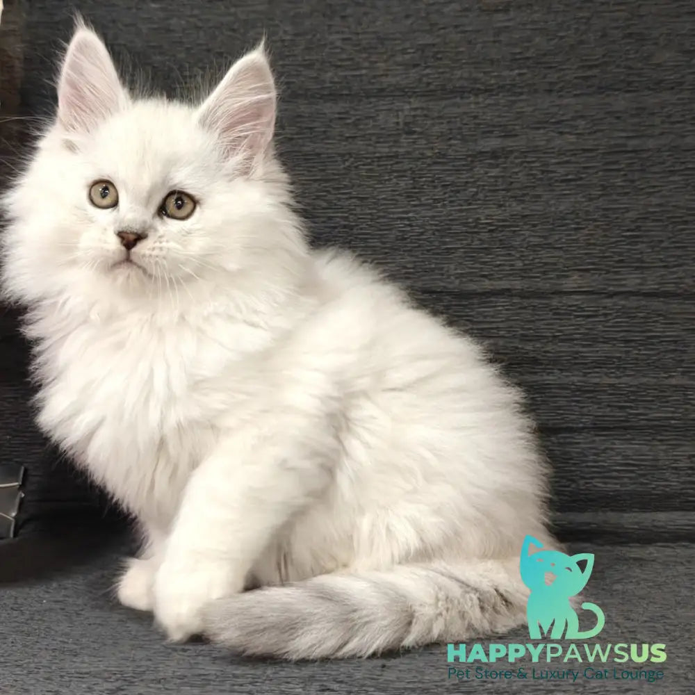 Nelson Maine Coon male black silver shaded - live animals