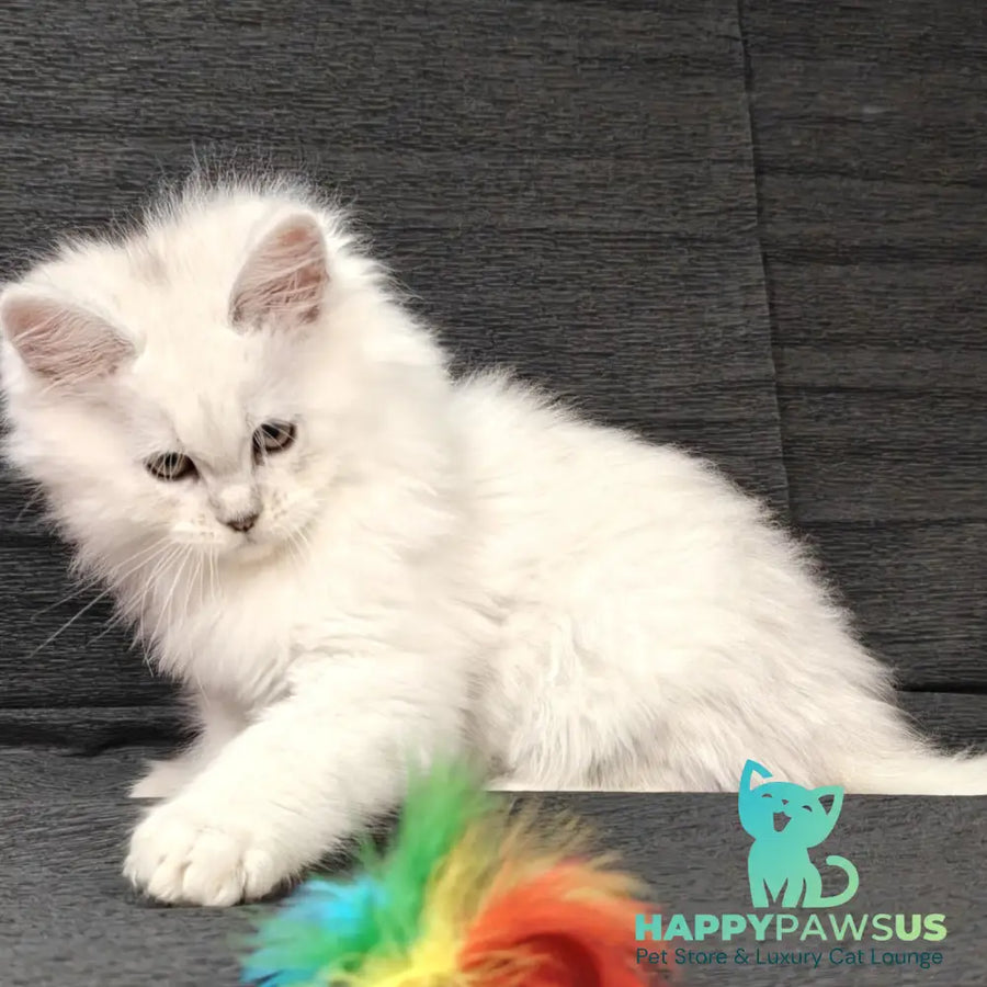 Nelson Maine Coon male black silver shaded - live animals