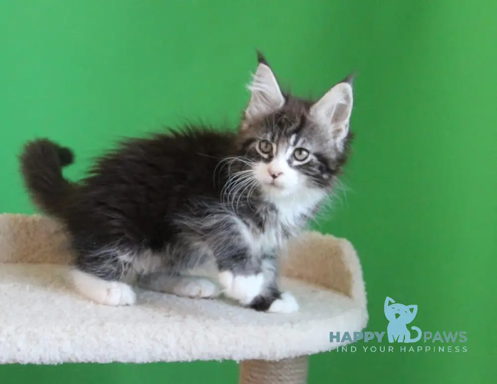Nelson Maine Coon male black ticked tabby with white