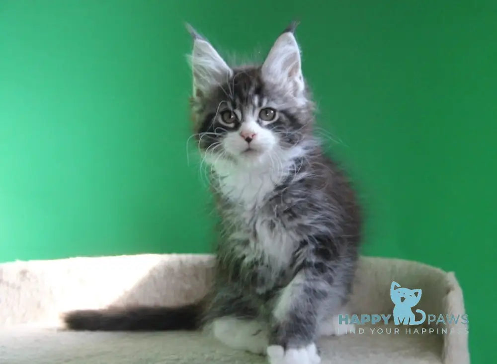 Nelson Maine Coon male black ticked tabby with white