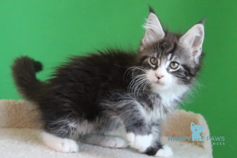 Nelson Maine Coon male black ticked tabby with white