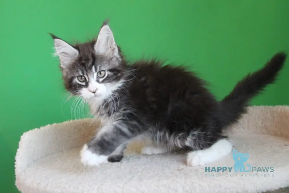 Nelson Maine Coon male black ticked tabby with white