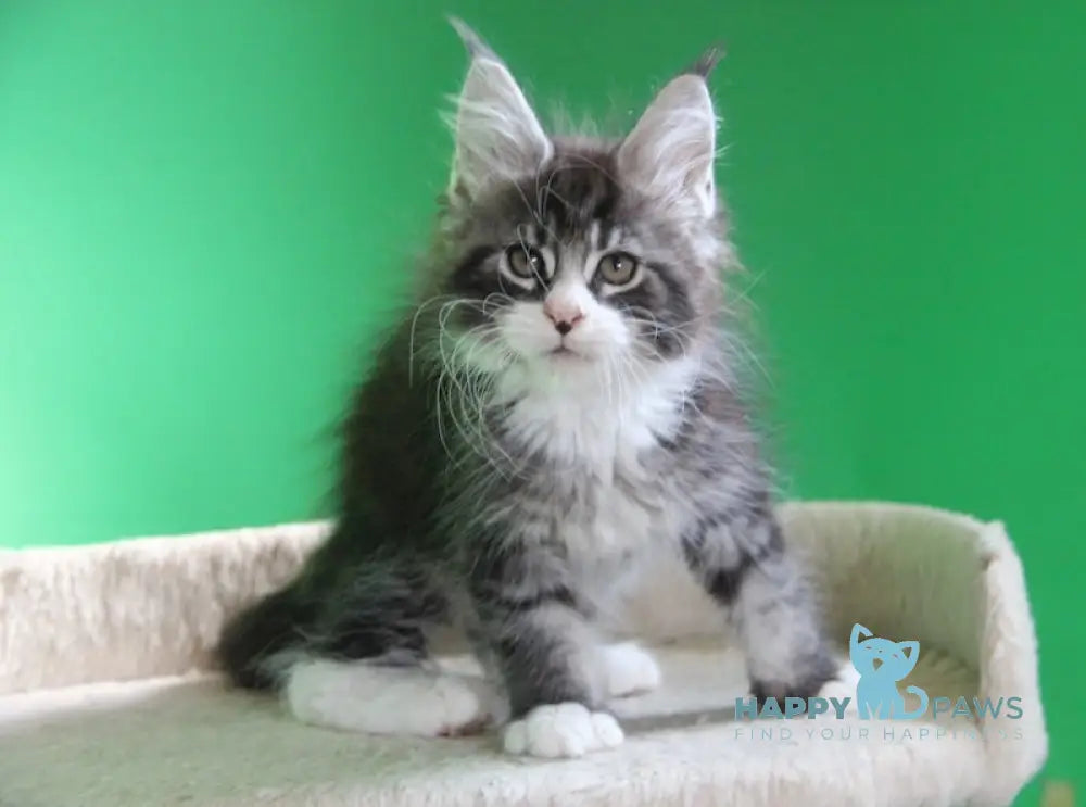Nelson Maine Coon male black ticked tabby with white