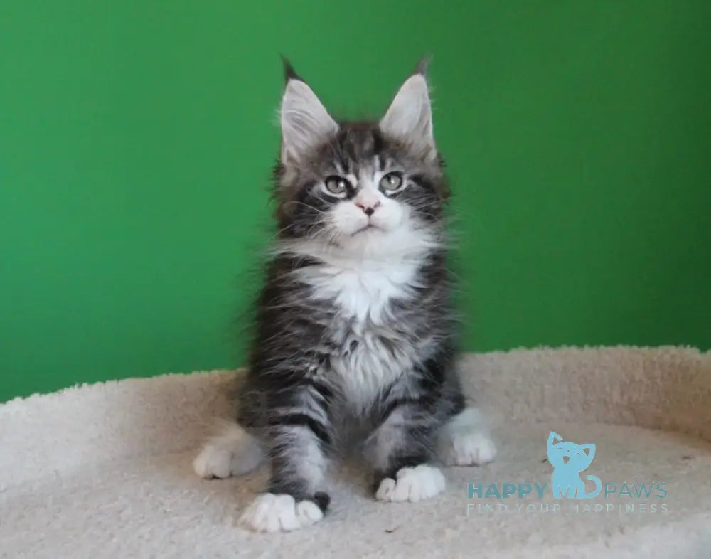 Nelson Maine Coon male black ticked tabby with white