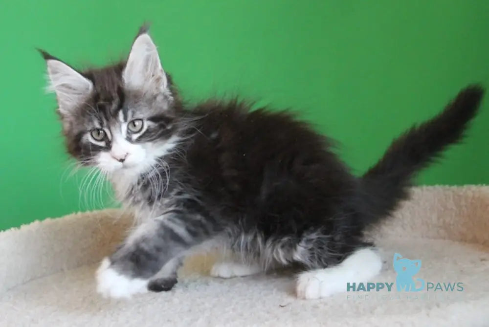 Nelson Maine Coon male black ticked tabby with white