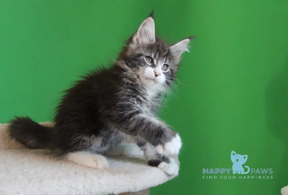 Nelson Maine Coon male black ticked tabby with white