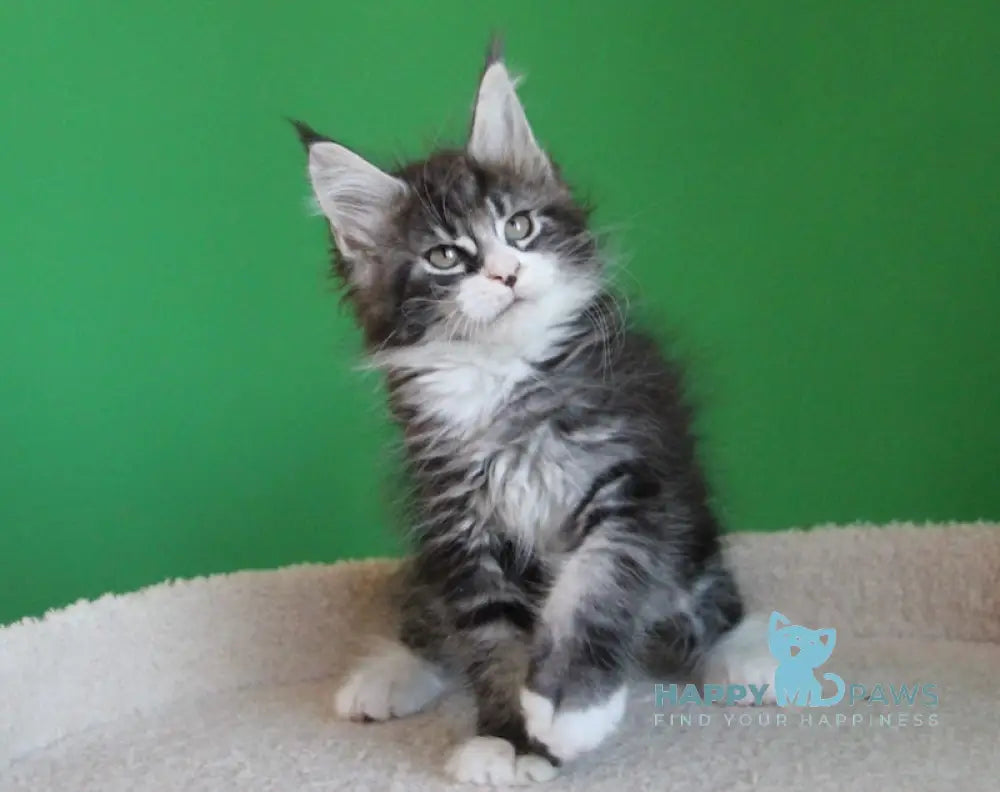 Nelson Maine Coon male black ticked tabby with white
