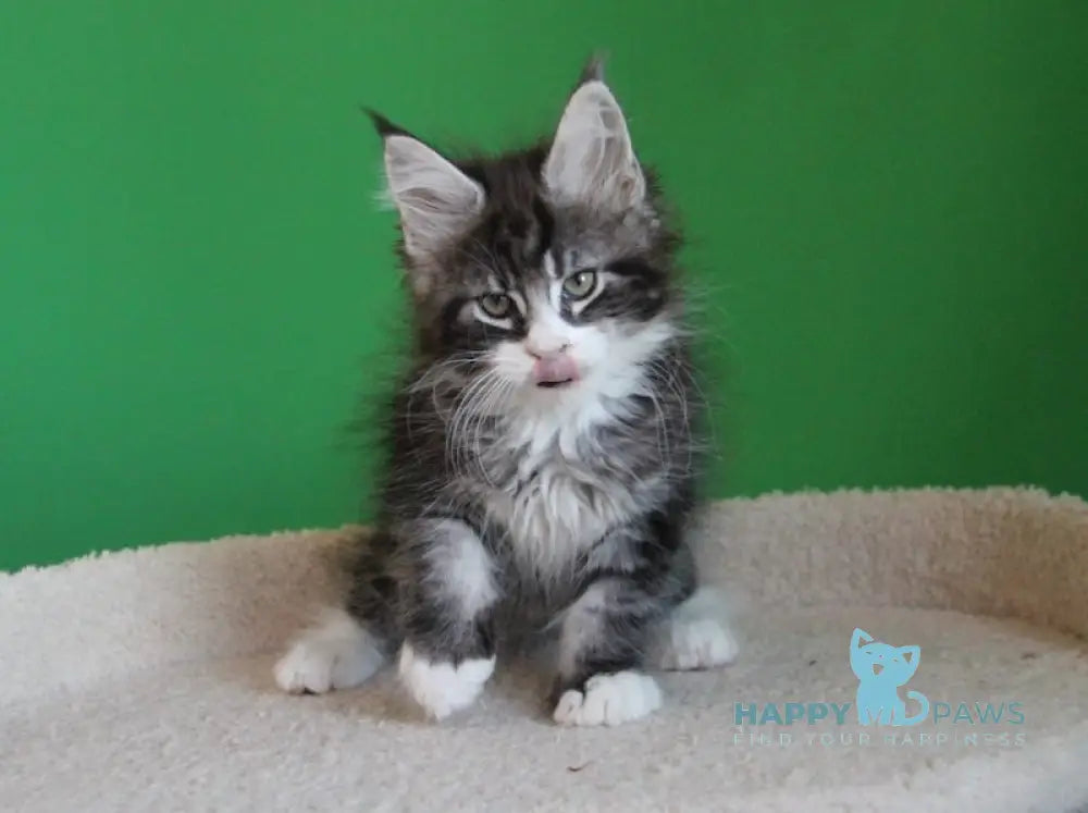 Nelson Maine Coon male black ticked tabby with white