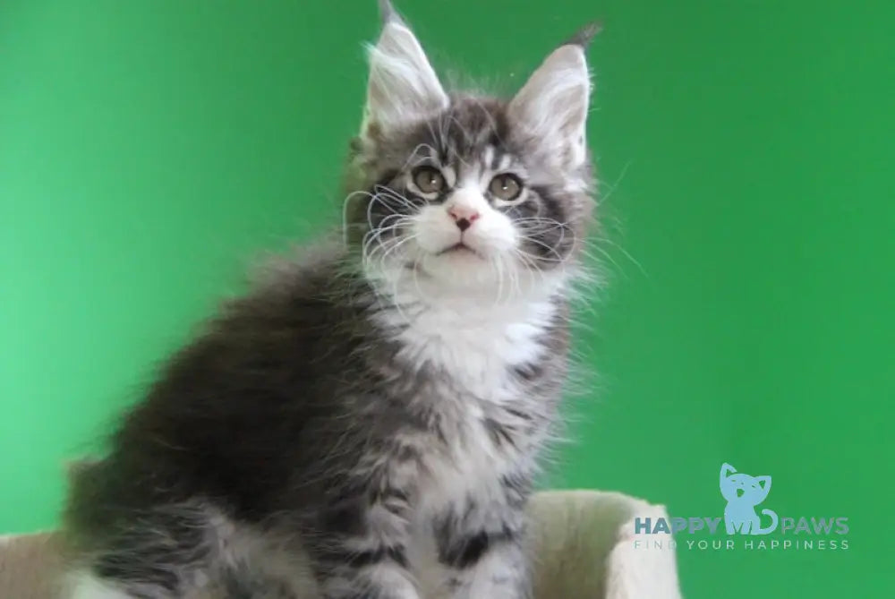 Nelson Maine Coon male black ticked tabby with white