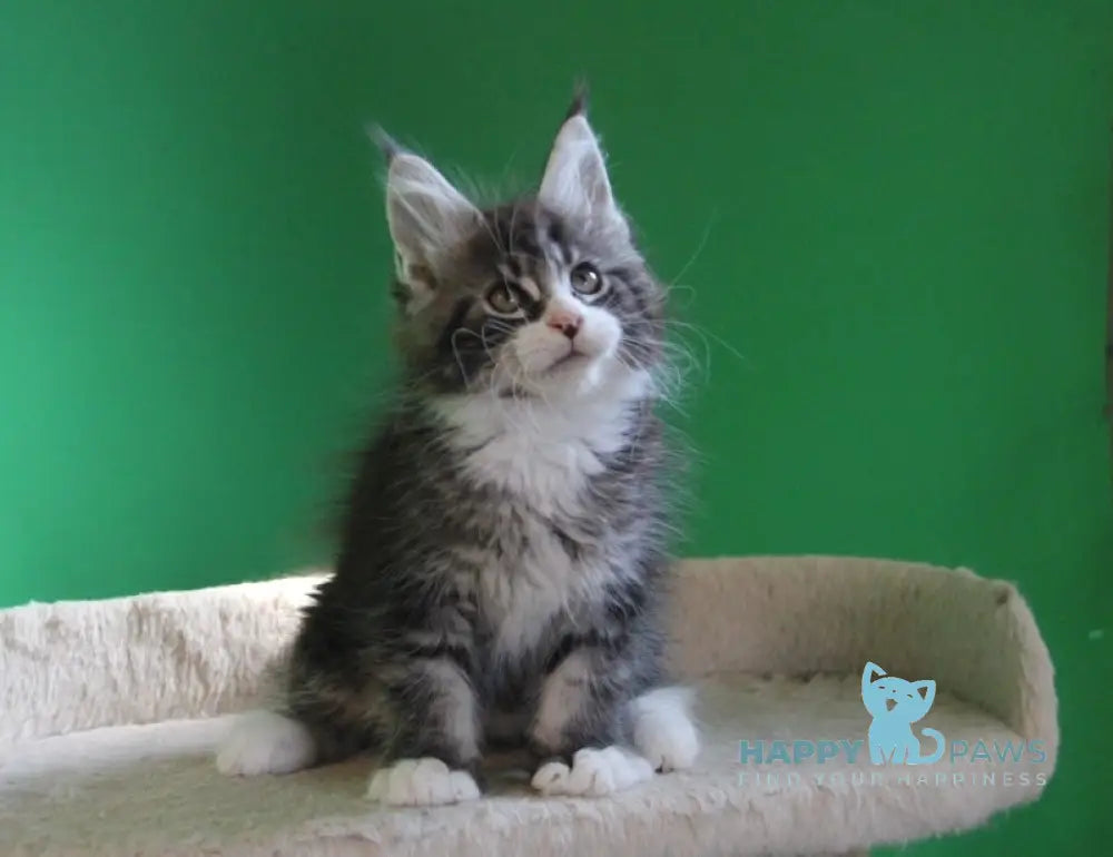 Nelson Maine Coon male black ticked tabby with white