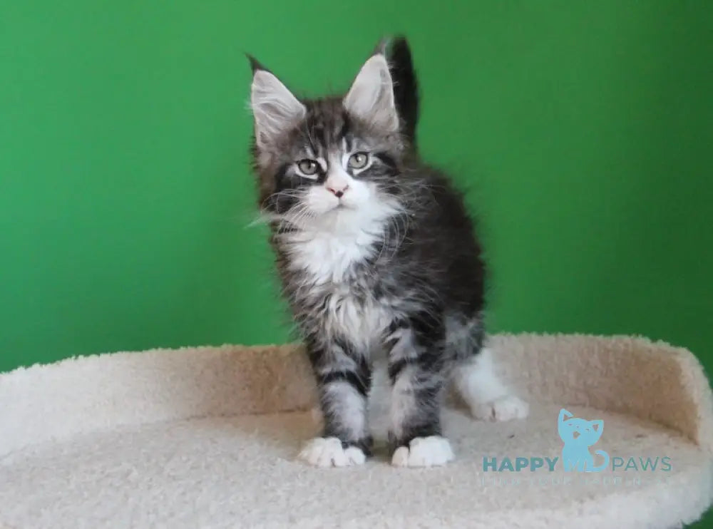 Nelson Maine Coon male black ticked tabby with white